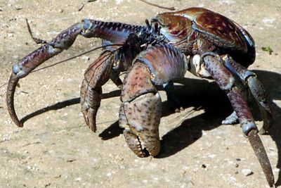 Kepiting Kelapa, Hewan Artropoda Darat Terbesar di Dunia
