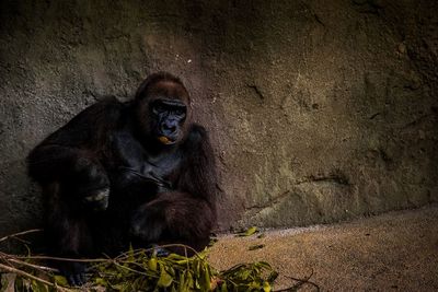 Kembali Terima Turis, Uganda Terapkan Jaga Jarak dengan Gorila