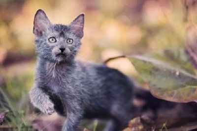 Pesona Kucing Werewolf yang Langka dan Mahal