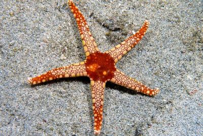 Ilmuwan Ungkap Cara Bintang Laut Bergerak Tanpa Koordinasi Saraf Pusat