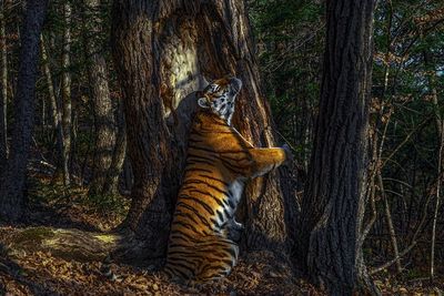 Potret Harimau Memeluk Pohon Ini Dianugerahi Penghargaan dari Museum Sejarah Alam London