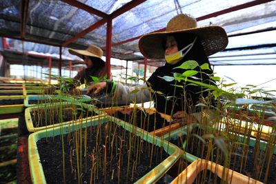 FOTO: Penyediaan Bibit Pohon Gratis