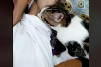 Viral Seekor Kucing Punya Kebiasaan Aneh, Suka Banget Cium Ketiak Pemiliknya