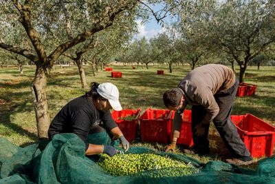 Semenanjung Istrian di Kroasia, Penghasil Minyak Zaitun Terbaik di Dunia