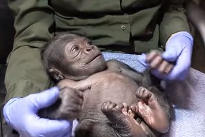 Bayi Gorila Jantan Pertama Lahir Melalui Operasi Caesar di Kebun Binatang Boston