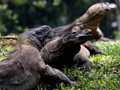 5 Fakta Komodo yang Jarang Diketahui