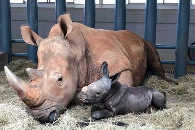 Badak Putih di Disney World Lahirkan Bayi Jantan Menggemaskan