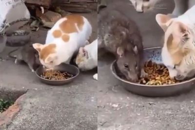 Aksi Santuy Tikus yang Ikut Nimbrung Makan Bareng Kucing, Bikin Netizen Ngakak