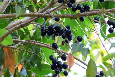 Buah Duwet, Blackberry India yang Langka Namun Kaya Manfaat
