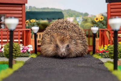 Cegah Kepunahan, Perusahaan Ini Ciptakan Taman Miniatur untuk Hibernasi Landak, Gemas!