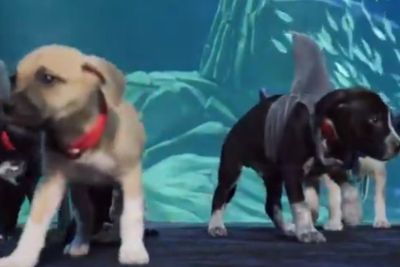 Kunjungi Pameran Akuarium, 6 Anak Anjing Ini Berpakaian Seperti Hiu, Lucu!