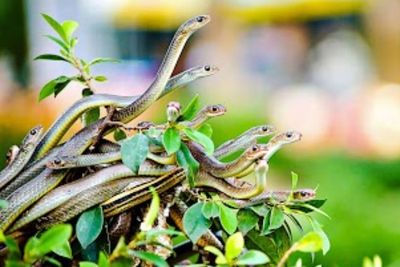 Kerajaan Ular di Vietnam, Berisi Ratusan Jenis Ular Berbisa