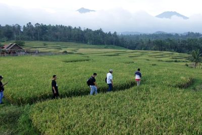 FOTO: Wisata Persawahan Lereng Gunung Ijen