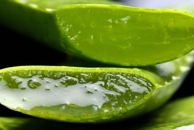 Lidah Buaya Dapat Mengurangi Risiko Diabetes Tipe-2