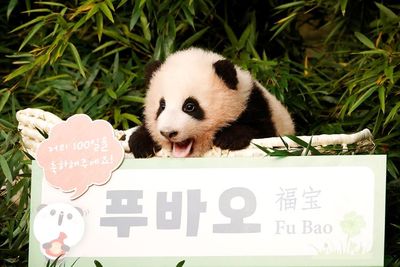 Fu Bao Bayi Panda Imut Pertama yang Lahir di Korea Selatan, Kelahirannya Jadi Kebahagiaan