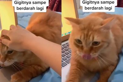 Suka Gigit Sampai Berdarah, Kucing Oren Ini Diruqyah Pemiliknya, Ampuh?