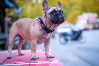 Kota Kecil di Kentucky Pilih Anjing Buldog Prancis Sebagai Wali Kota Baru