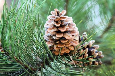 Pohon Pinus yang Bisa Bantu Kamu Bertahan Hidup di Tengah Hutan
