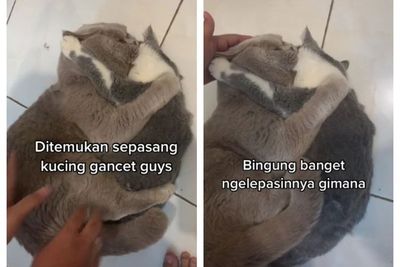 Ditemukan Sepasang Kucing Gancet , Netizen: Definisi Ngakak Tapi Kasian