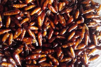 Berbagai Alasan Seseorang Mau Menyantap Makanan Ekstrem