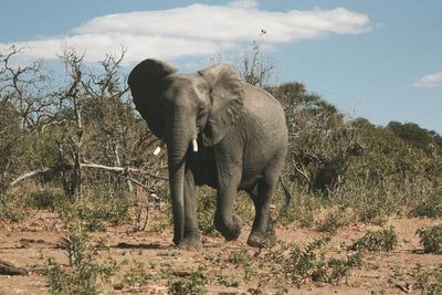 Botswana, Negara dengan Populasi Gajah Terbesar Dunia Siap Sambut Wisatawan Kembali
