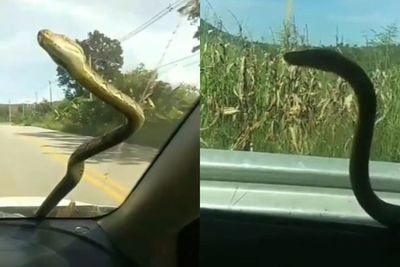 Viral Video Ular Meliuk-liuk di Atas Mobil yang Sedang Melaju, Bikin Pengemudi Panik