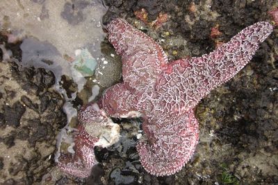 Virus Ini Telah Ubah Bintang Laut Menjadi Zombie Starfish