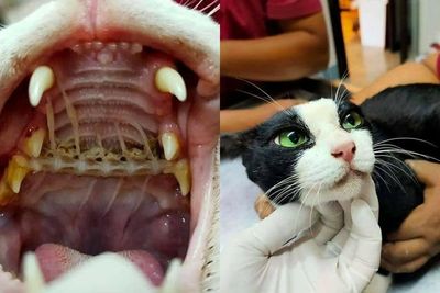 Kasihan! Kucing Ini Tersedak Duri Ikan, Penampakannya Bikin Ngilu