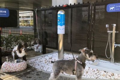 Pertama Kalinya, Bandara Osaka Jepang Kenalkan Toilet Khusus Anjing