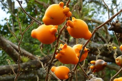 Buah Puting atau Nipplefruit, Buah Beracun yang Menjadi Obat