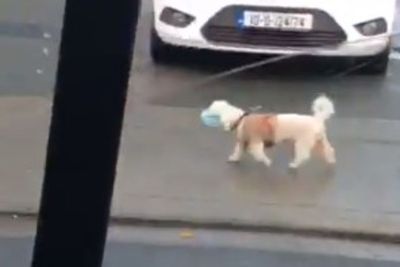Viral Anjing Pakai Masker saat Jalan-jalan, Netizen: Anjing Lebih Memiliki Akal Sehat