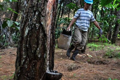 FOTO: Sadap Getah Pinus Kaki Gunung Sawal
