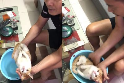 Kakek Ini Bikin Tutorial Cara Memandikan Bayi, Modelnya Pakai Kucing, Netizen Gemas