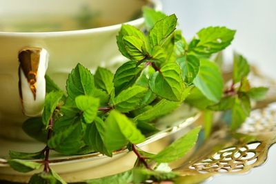 Konsumsi Peppermint Membantu Meredakan Sakit Perut dan Meredakan Gejala IBS