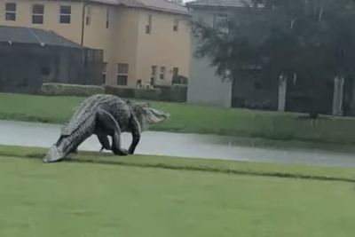 Video: Momen Seekor Aligator Raksasa Jalan-Jalan di Lapangan Golf Saat Hujan