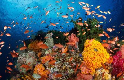 Tips Liburan Murah ke Bunaken ala Backpacker, Seru dan Nggak Bikin Kantong Bolong!