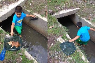 Aksi Berani Seorang Bocah Masuk ke Selokan Demi Selamatkan Anak Kucing yang Hanyut