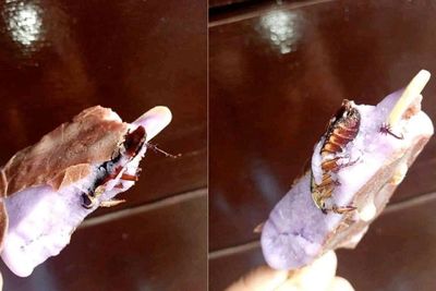 Jijik! Orang Ini Temukan Kecoak di dalam Es Krim, Sudah Dimakan Separuh