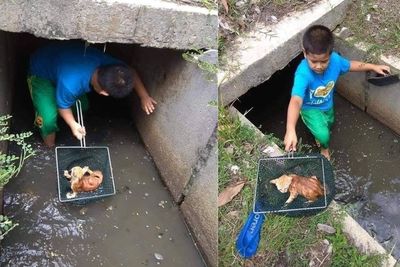 Salut! Bocah Ini Rela Masuk Got Kotor demi Selamatkan Anak Kucing Hanyut, Ditawari Hadiah