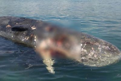 Kasihan! Paus Sperma Mati Terapung Dekat Dermaga, Ternyata Banyak Luka di Tubuhnya