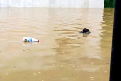 Viral Video Tikus Selamatkan Diri di Tengah Banjir, Papan Dijadikan Sampan