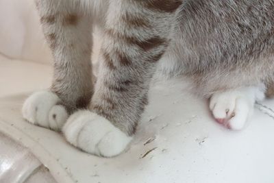 Mengapa Kucing Sering Memijat-mijat atau Mengulen Adonan?