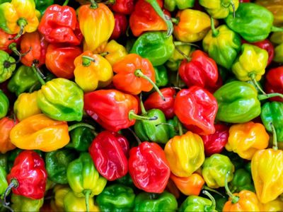 Hati-hati, Efek Samping Makan Cabai Paling Pedas di Dunia Bisa Sebabkan Kematian