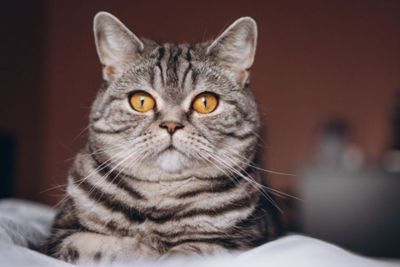 Benarkah Kucing Lebih Rentan Terpapar Virus Corona?