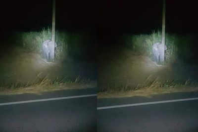 Aksi Gemas Bayi Gajah yang Ketahuan Curi Tebu di Ladang, Sembunyi di Balik Tiang Kecil