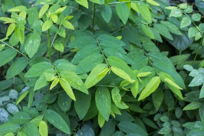 Daun Katuk, Sayuran Kaya Nutrisi yang Sebaiknya Tak Dimakan Mentah