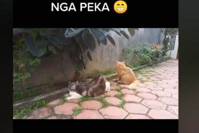 Viral Kucing Betina Minta Kawin, Pasangannya Ngga Peka, Tingkahnya Bikin Gemas