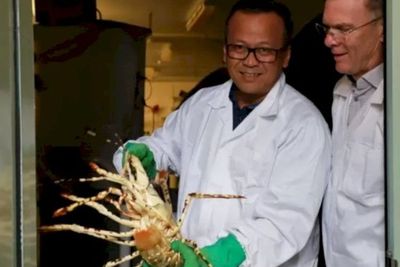 Demokrat Sudah Ingatkan Menteri KKP Edhy Prabowo Hati-Hati soal Ekspor Benur Lobster