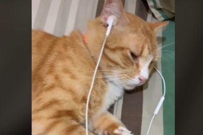Viral Kucing Oranye Dirukyah oleh Pemiliknya, Tingkahnya Bikin Gemas
