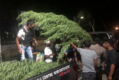 Ladang Ganja Ditemukan di Papua, Pemiliknya WN Papua Nugini Diburu Polisi